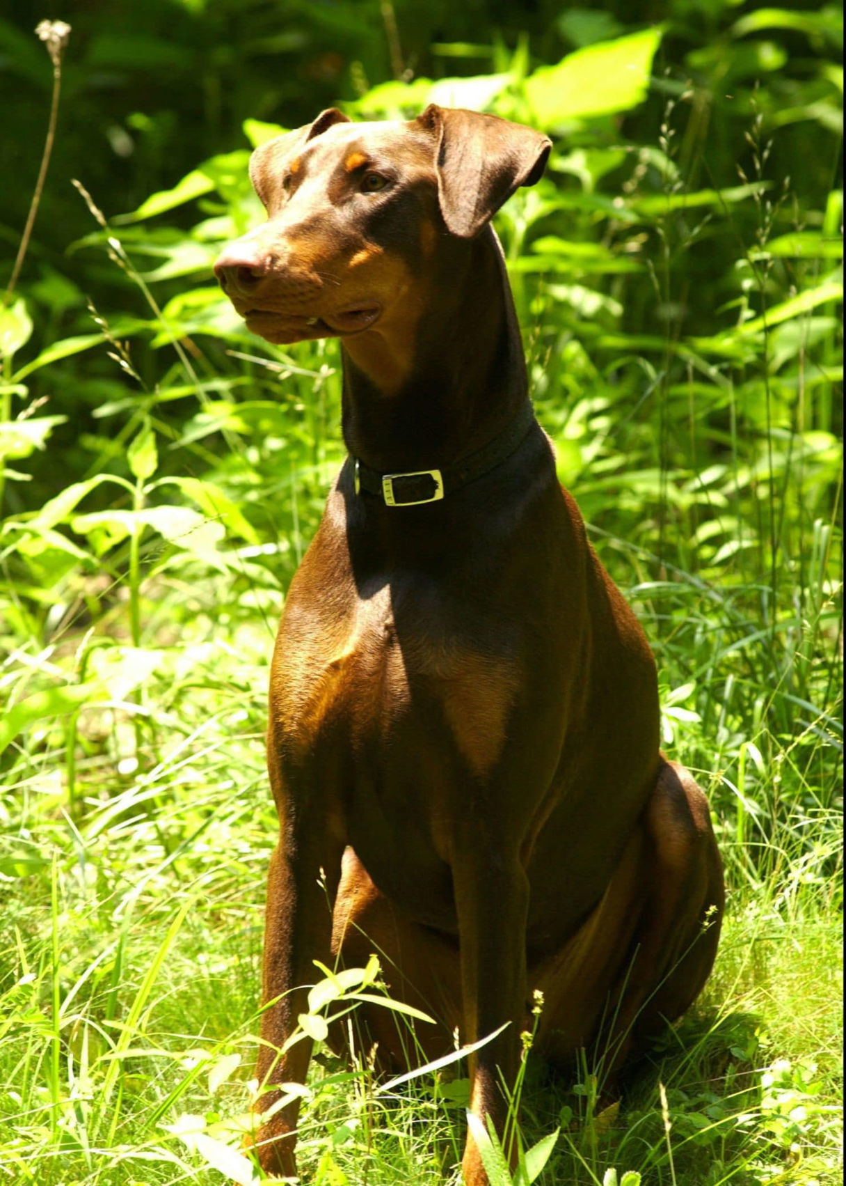 Want your dog to win at Westminster? You might need to cut off its ears or tail.